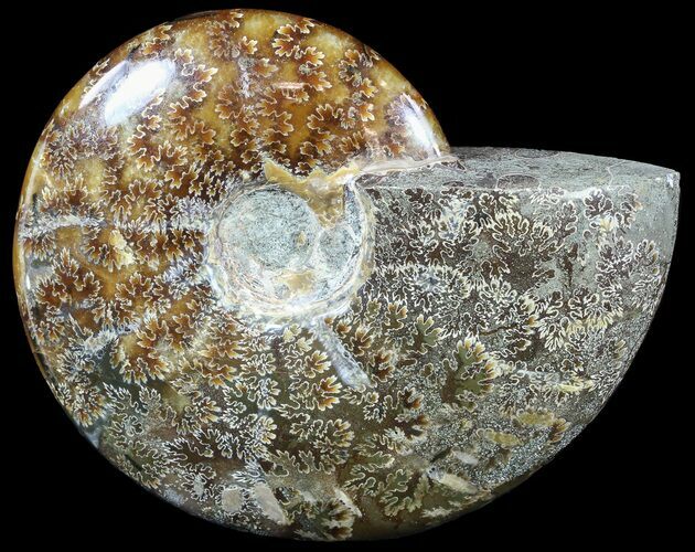 Polished, Agatized Ammonite (Cleoniceras) - Madagascar #54722